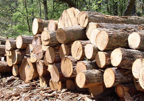 Предприятия деревообработки увеличили объемы производства на 70 процентов благодаря Банку развития