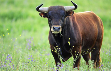 В Беларуси быки нападают на людей