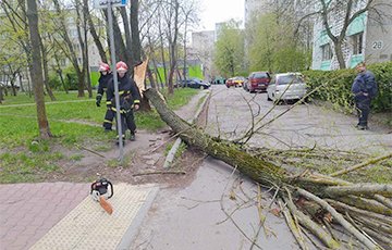 Деревья на авто, отключения электричества, сорванные крыши: что натворила стихия в Беларуси