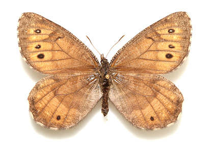 Новый вид бабочек с Аляски оказался арктическим гибридом