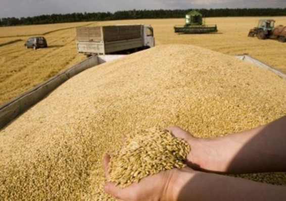 В Беларуси утверждены объемы закупок сельхозпродукции и сырья для госнужд в наступившем году
