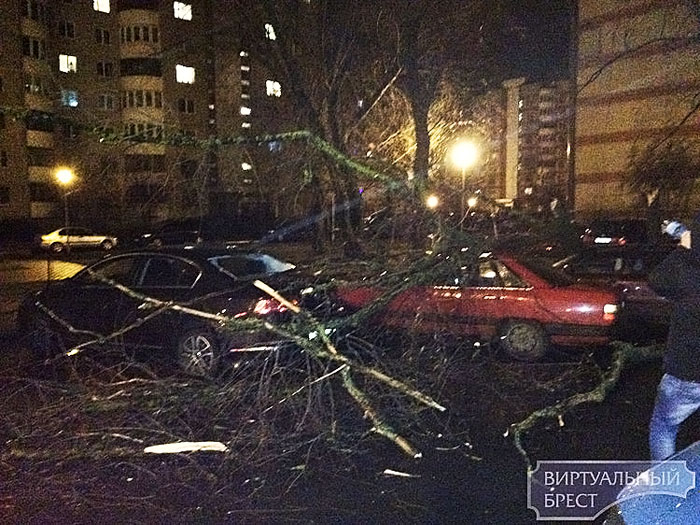 Мощный ветер в Бресте повалил деревья и заборы