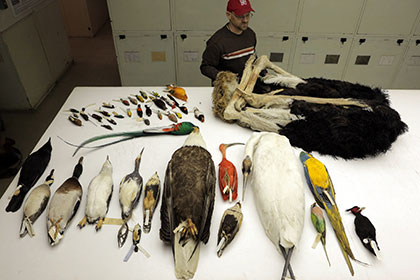 Крупнейшее генетическое исследование объяснило эволюцию птиц и их клювов