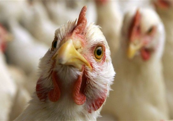Беларусь из-за угрозы птичьего гриппа запретила ввоз живой птицы из Татарстана
