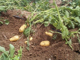 Урожай картофеля в Беларуси ожидается 7 млн. 470 тыс.т