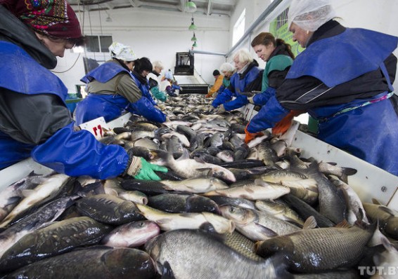 Из-за российских санкций в Беларуси закрыли несколько рыбных предприятий