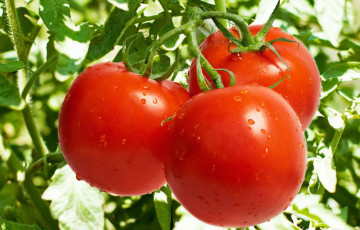 Чем и как беларусам обработать помидоры, чтобы плоды выросли большими и здоровыми