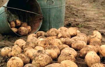 Милиционеры Гомельского района брошены на охрану молодого картофеля и лука