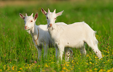 В Беларуси начнут продавать молоко из трансгенных коз