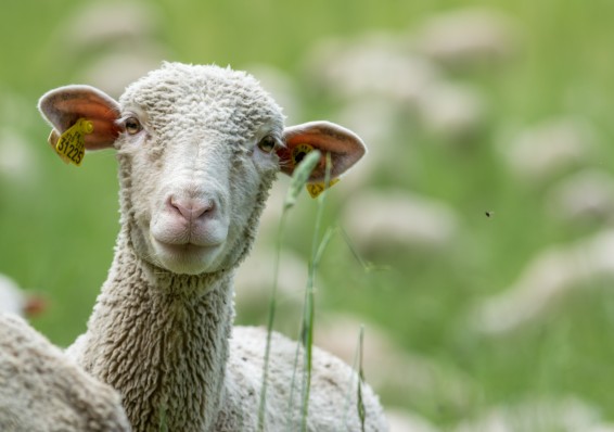 Правительство приняло программу развития овцеводства в Беларуси