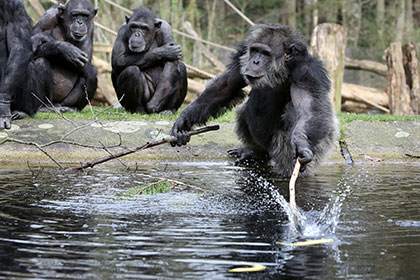 У шимпанзе обнаружили объект поклонения
