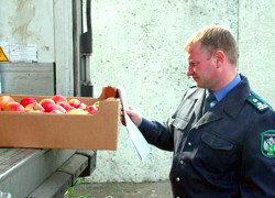 Контрабандой яблок в Россию занимались госструктуры Беларуси