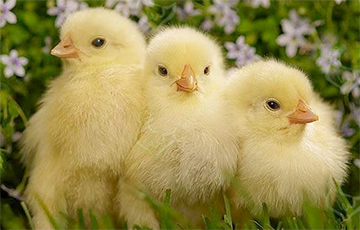 В Грузии сотни цыплят вылупились из выброшенных на свалку яиц