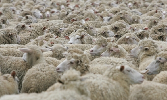 В Беларуси может быть создано совместное с Грузией предприятие по разведению овец