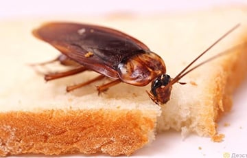 Ученые: Вооруженный лазером ИИ отлично справляется с тараканами
