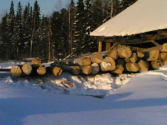 Организации Минлесхоза Беларуси в 2011 году перевыполнили план по заготовке ликвидной древесины на 8%