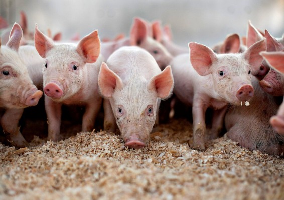 Беларусь – в тройке основных импортеров свинины из России