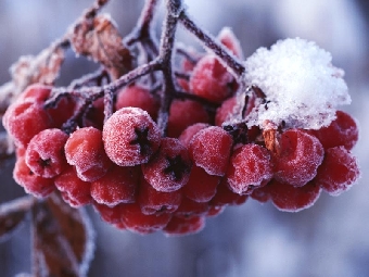Морозы до минус 17 градусов прогнозируются на текущей неделе в Беларуси
