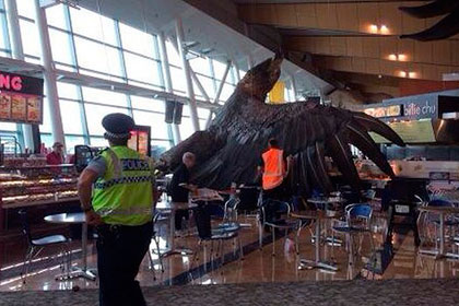 В аэропорту Веллингтона упал орел из Средиземья