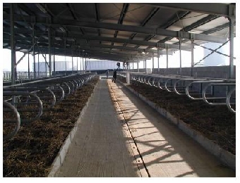 Почти 1,2 тыс. молочно-товарных ферм планируется реконструировать в 2012 году в Беларуси