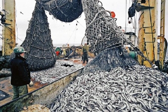 Рыбную отрасль Беларуси ожидают реформы