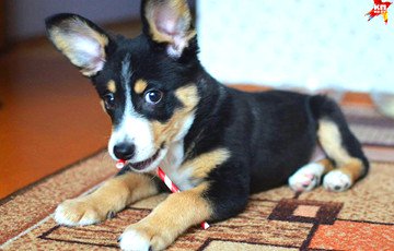 Волонтер: Перед годом Собаки многие белорусы хотели забрать щенка и подарить как сувенир