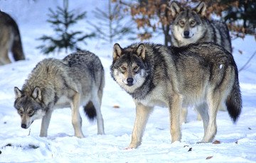 Минчанин держал настоящих волков на частном подворье