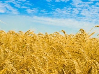 В госреестр Беларуси на 2012 год включено 18 сортов мягкой пшеницы