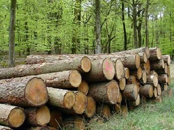 Предприятия Минлесхоза Беларуси намерены увеличить поставки лесопосадочного материала в Россию