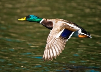 Акция по учету водоплавающих птиц пройдет в Минске 8 февраля