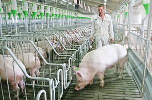 Правительство приняло меры для восстановления производства свинины