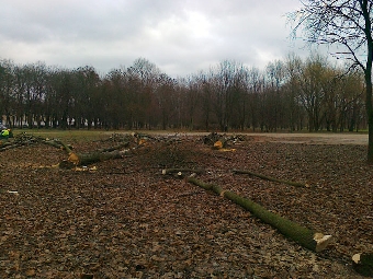 В минском парке 40-летия Октября снова рубят деревья