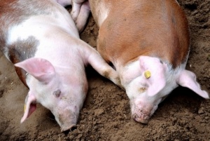 Беларусь ограничила поставки свинины из Ленинградской области из-за АЧС
