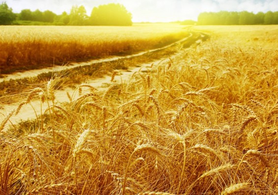 Беларусь рассчитывает собрать 7,6 миллиона тонн зерна