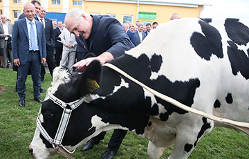В Барановичах не уберегли бычка Лукашенко