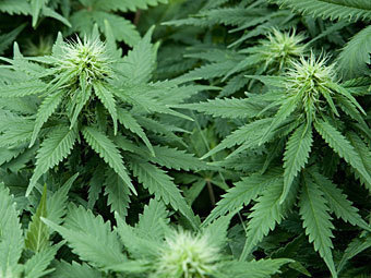 Правительство Уругвая решило выращивать марихуану