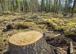 ОАО «Речицадрев» уличили в неэффективном использовании леса