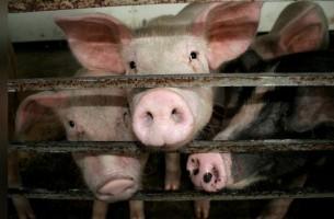 Беларусь не собирается ввозить свинину из Европы
