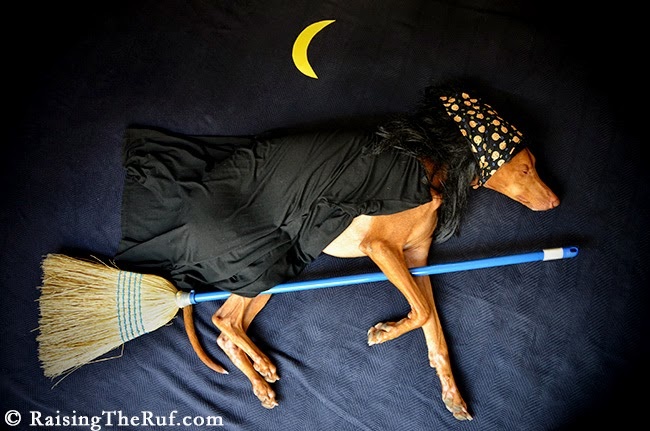 Как правильно фотографировать спящую собаку (Фото)