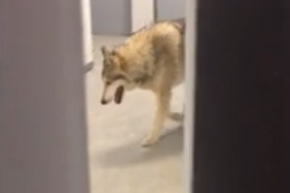 Видео с волком в Олимпийской деревне в Сочи оказалось розыгрышем