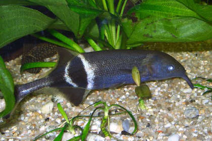 Биологи изучили гены у электрических рыб