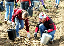 Учителей и госслужащих заставили копать картошку в выходной день