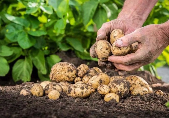 Скажется ли жара на урожае картофеля и что будет с ценой на него?