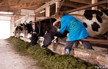 Диагноз белорусскому сельскому хозяйству: «Отрасль еле дышит»