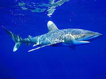 Длиннокрылая акула напала на дайвера в Красном море