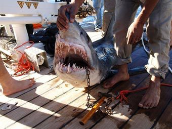 Пойманную в Египте акулу не признали людоедом