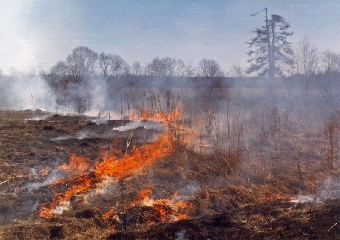 Более 70% возгораний в весенний период приходится на выжигание сухой растительности - Минлесхоз