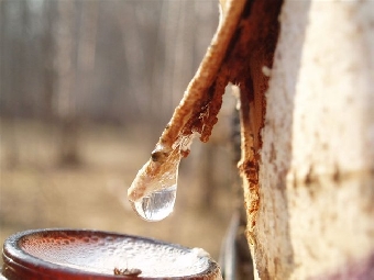 Лесхозы Беларуси в 2012 году намерены заготовить 25,7 тыс.т березового сока