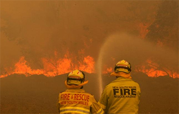 Количество погибших животных из-за пожаров в Австралии превысило миллиард