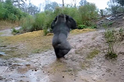 Видео с переборовшей страх перед дождем гориллы стало популярным в сети